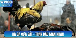 Đá gà cựa sắt