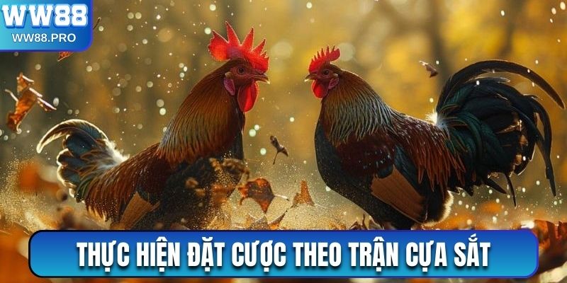 Đặt tiền cược theo từng cửa trong Đá gà cựa sắt