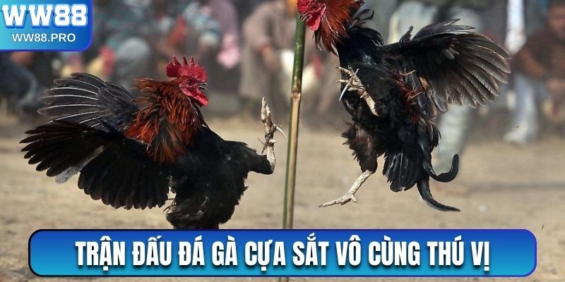 Trận đấu Đá gà cựa sắt mang tính chất hấp dẫn cao